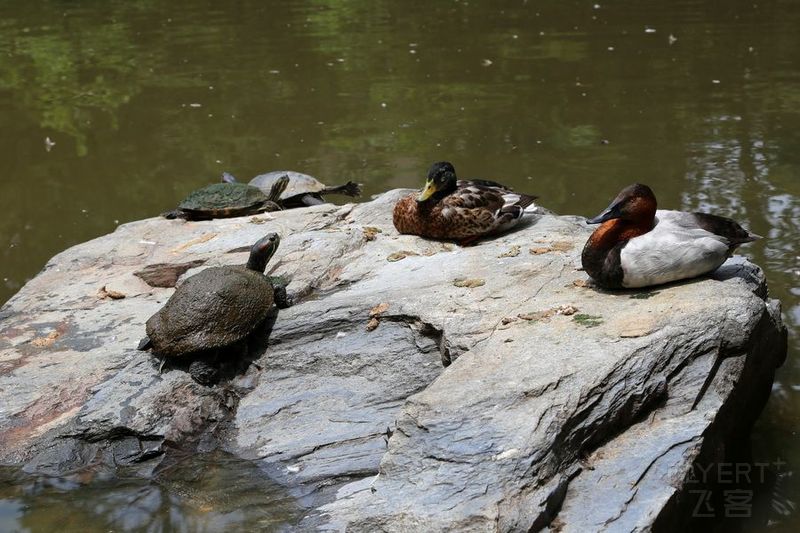 North Carolina--Duke University Garden (6).JPG