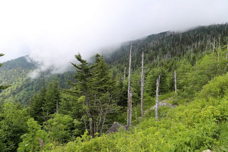 Tennessee--Great Smoky Mountain National Park (15).JPG