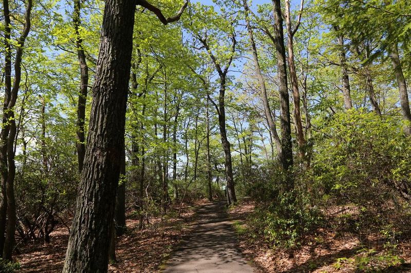 Coopers Rock State Forest (11).JPG