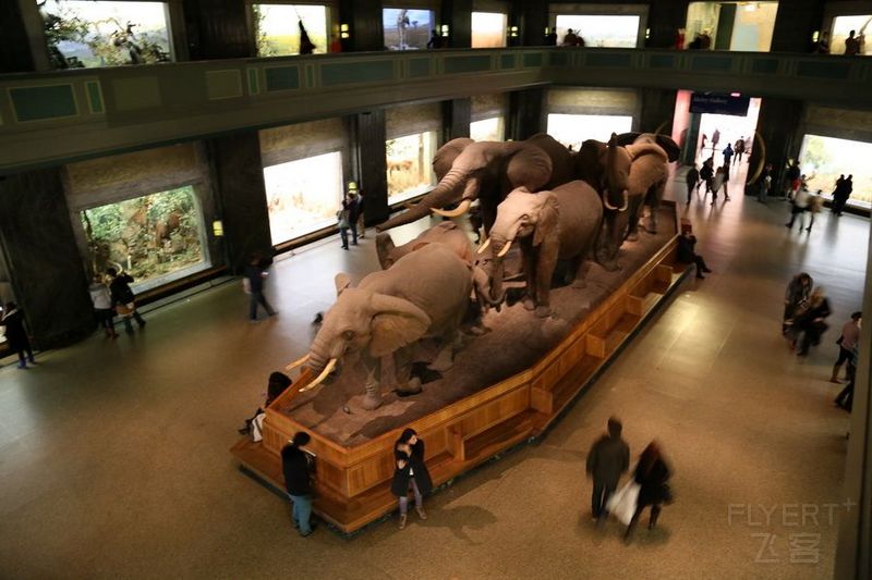 New York--American Museum of Natural History (18).JPG