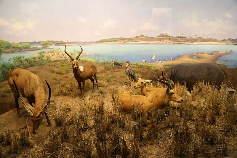 New York--American Museum of Natural History (16).JPG
