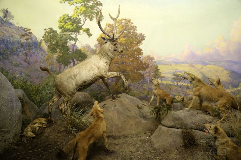 New York--American Museum of Natural History (46).JPG