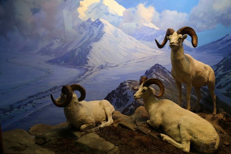 New York--American Museum of Natural History (84).JPG