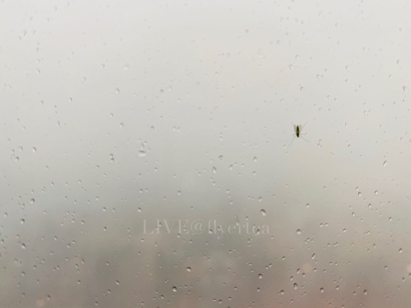 ҹ ֱ׶