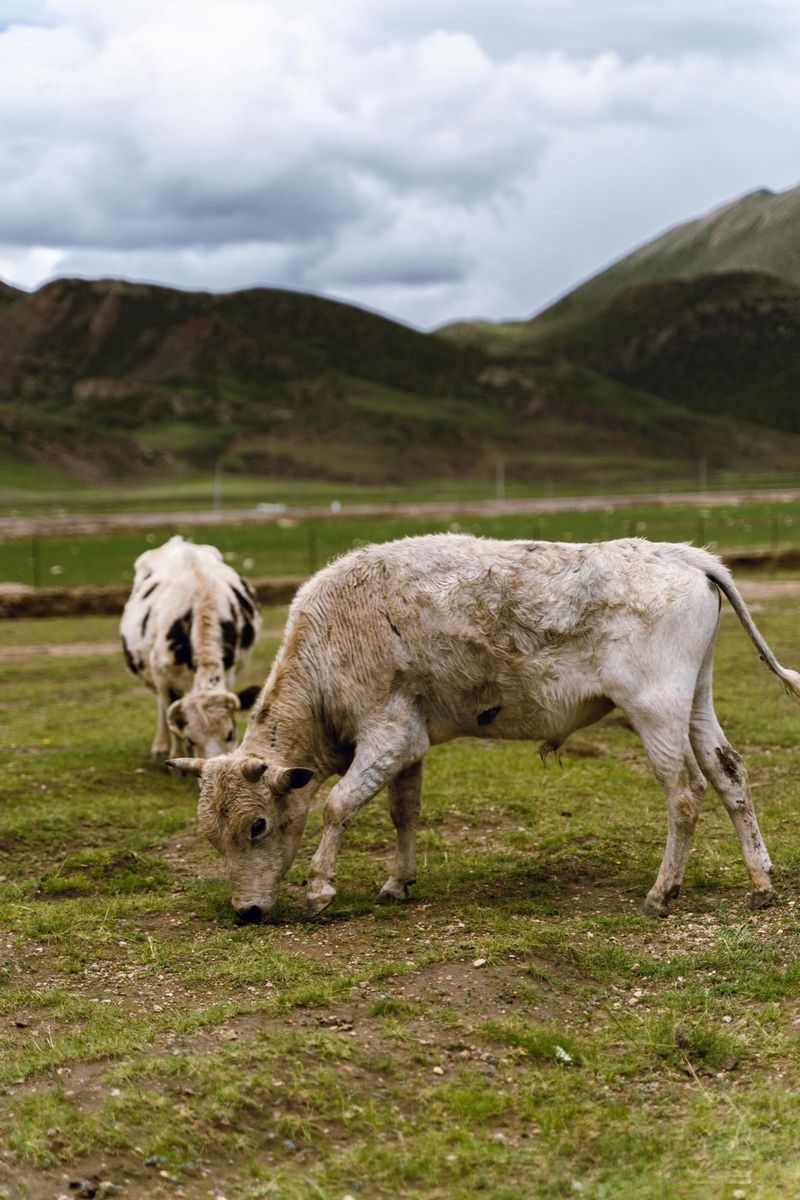 tibet_155.jpg