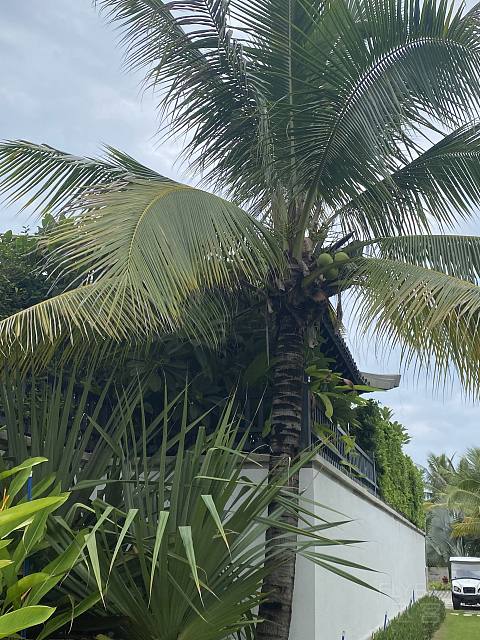 盛夏悠然，时光正好-Capella Sanya
