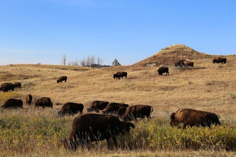 North Dakota--Theodore Roosevelt National Park (10).JPG