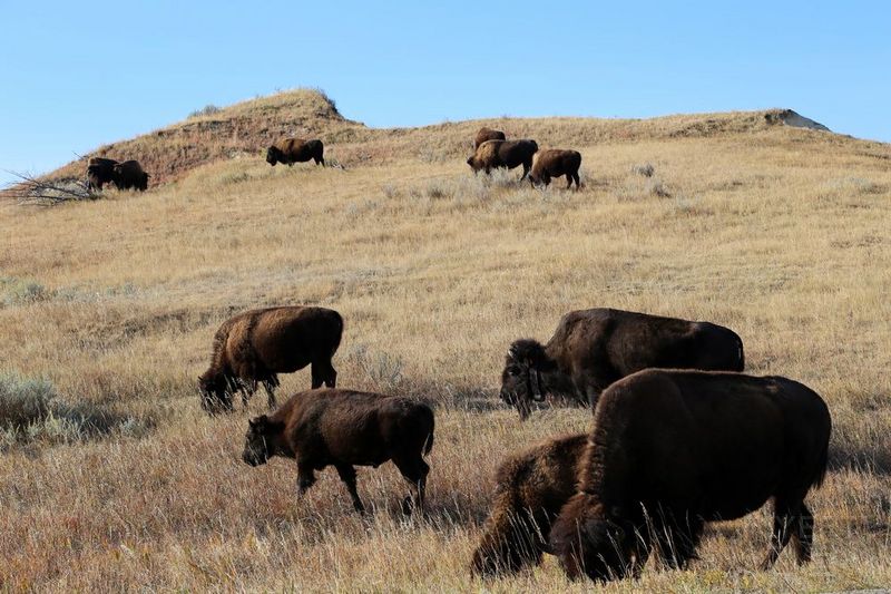 North Dakota--Theodore Roosevelt National Park (15).JPG