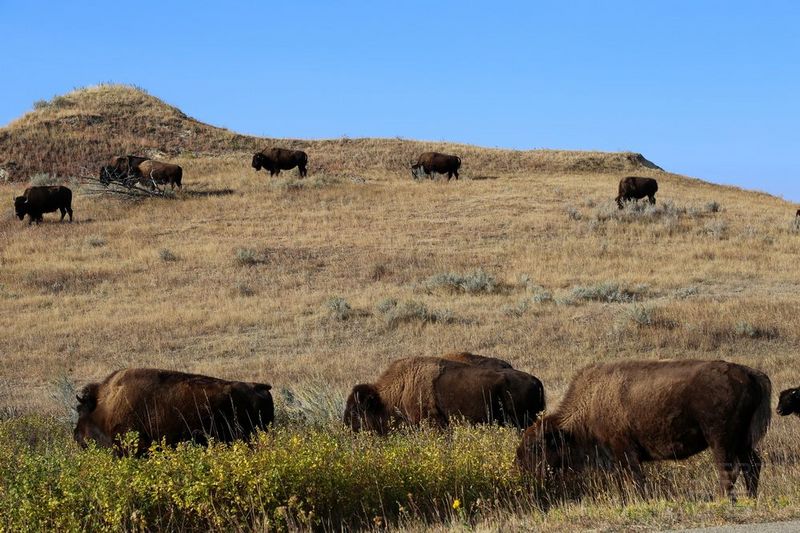 North Dakota--Theodore Roosevelt National Park (12).JPG