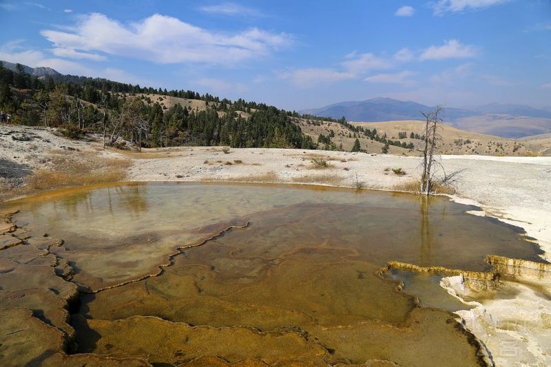 Wyoming--Yellowstone National Park--Mammoth Hot Spring (20).JPG