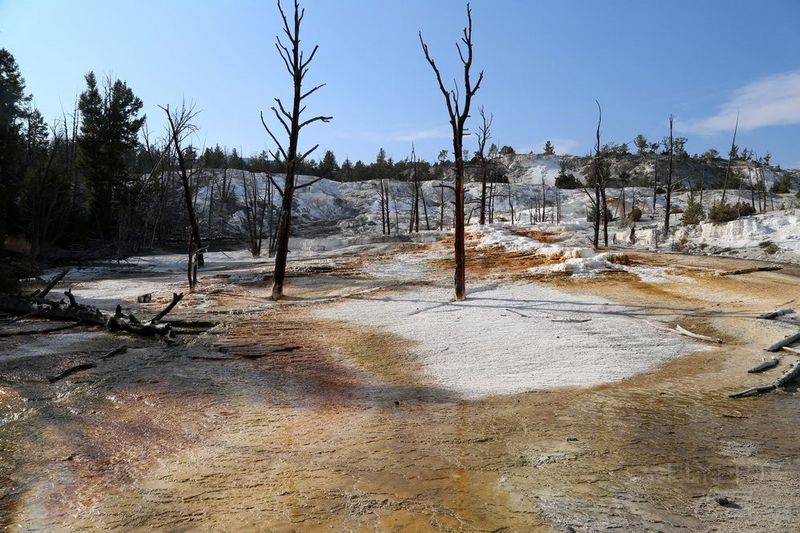 Wyoming--Yellowstone National Park--Mammoth Hot Spring (31).JPG