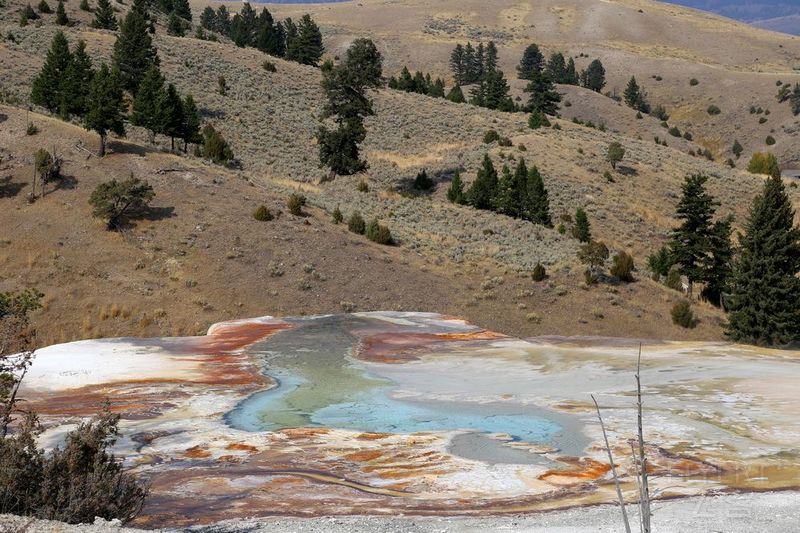 Wyoming--Yellowstone National Park--Mammoth Hot Spring (25).JPG