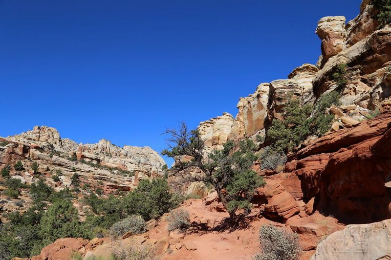 Utah--Capitol Reef National Park (56).JPG