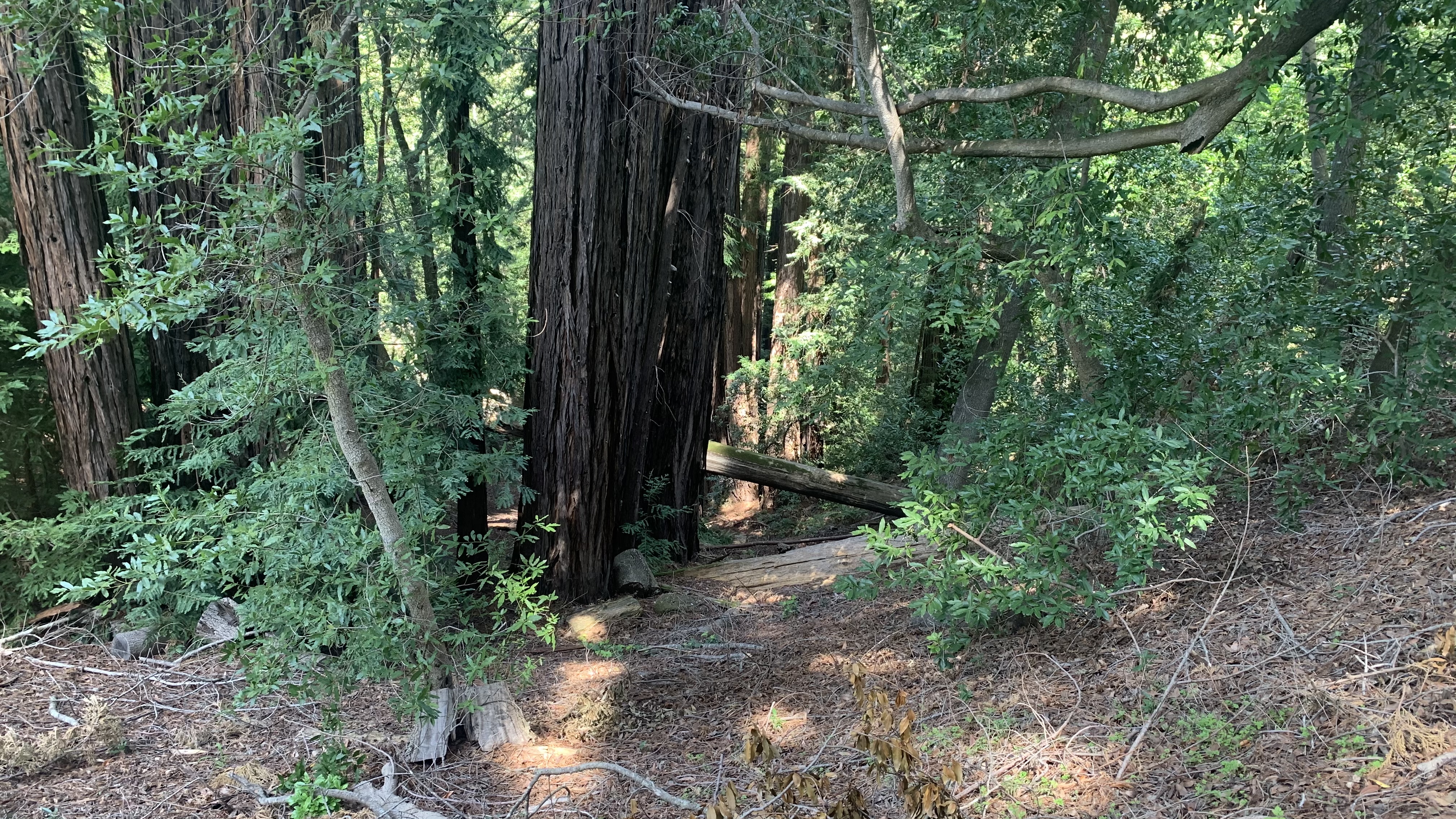 Ventana Big Sur Alila, Big Sur suite