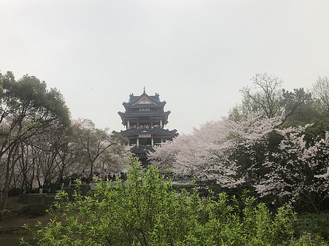 太湖华邑酒店 鼋头渚樱花之旅