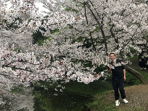 太湖华邑酒店 鼋头渚樱花之旅