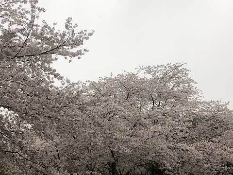 太湖华邑酒店 鼋头渚樱花之旅