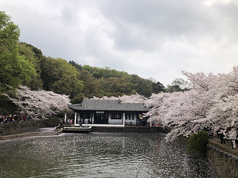 太湖华邑酒店 鼋头渚樱花之旅