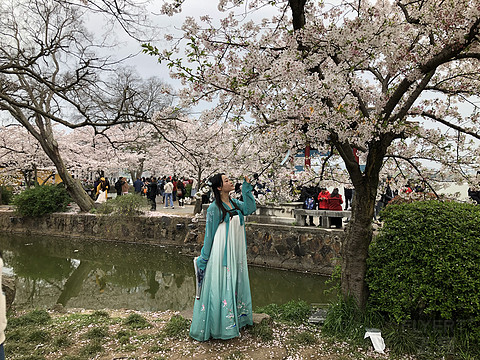 太湖华邑酒店 鼋头渚樱花之旅