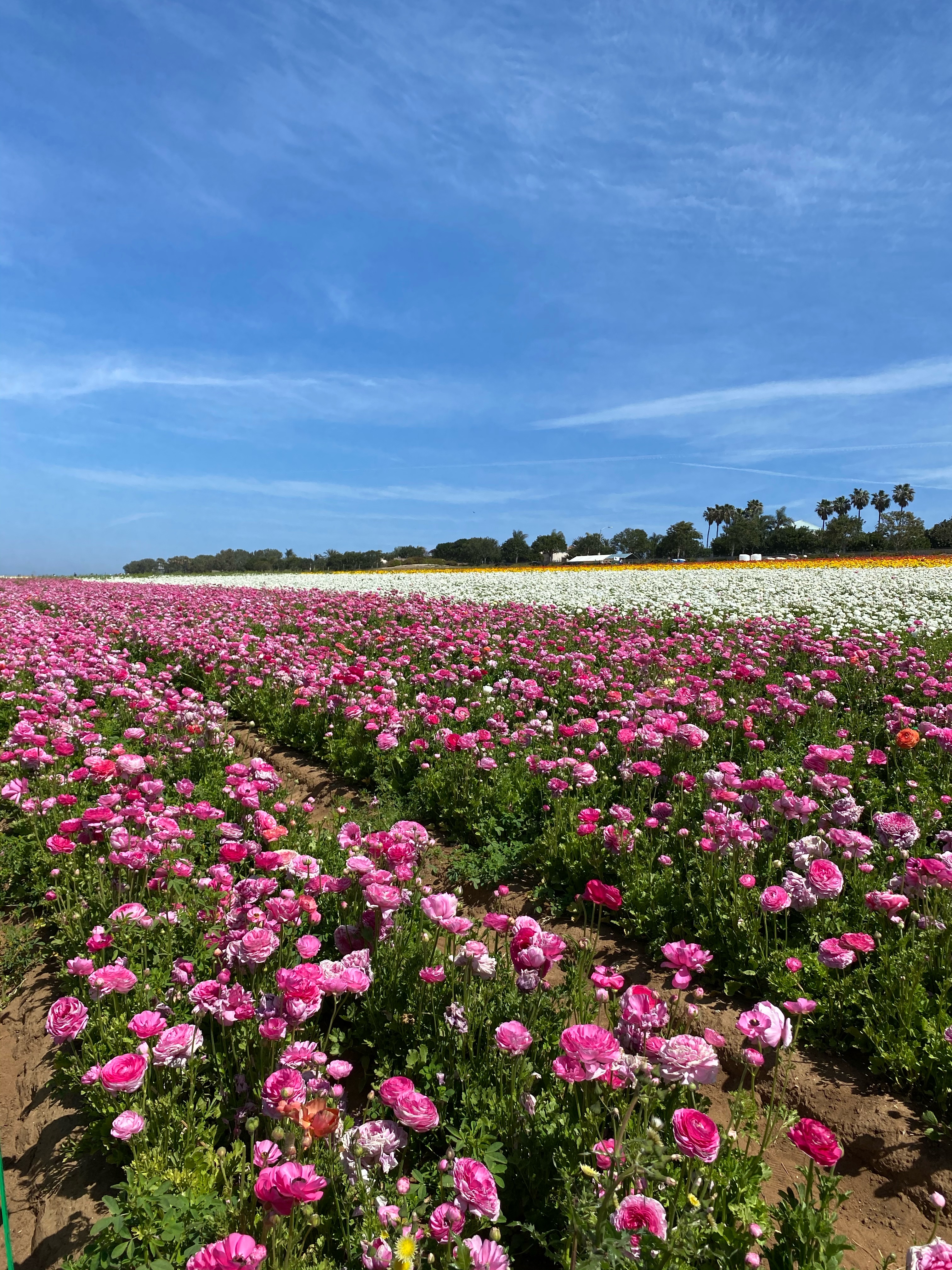 µ״γΡPark Hyatt Aviara Resort, Golf Club & Spa