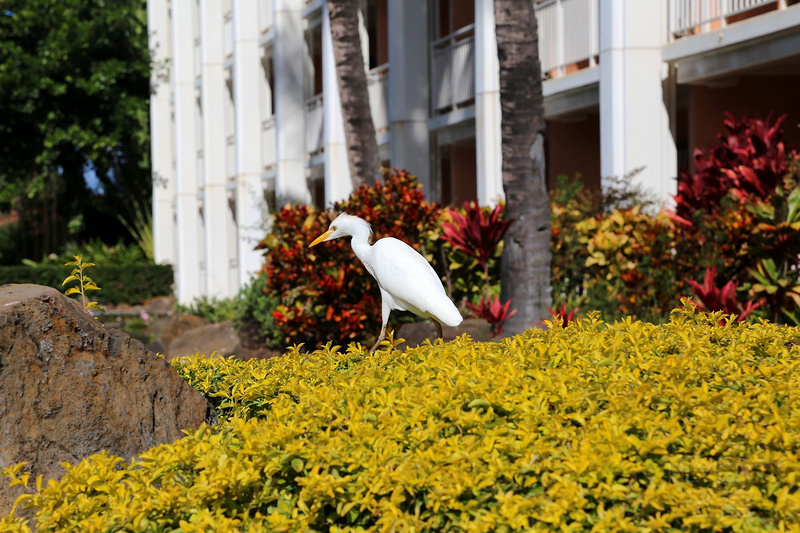 Maui--Grand Wailea a Waldorf Astoria Resort Outdoor Gardens (25).JPG