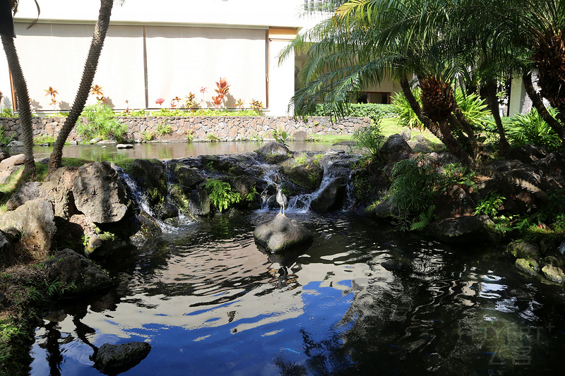 Oahu--Hilton Hawaiian Village Waikiki Beach Resort Gardens (17).JPG