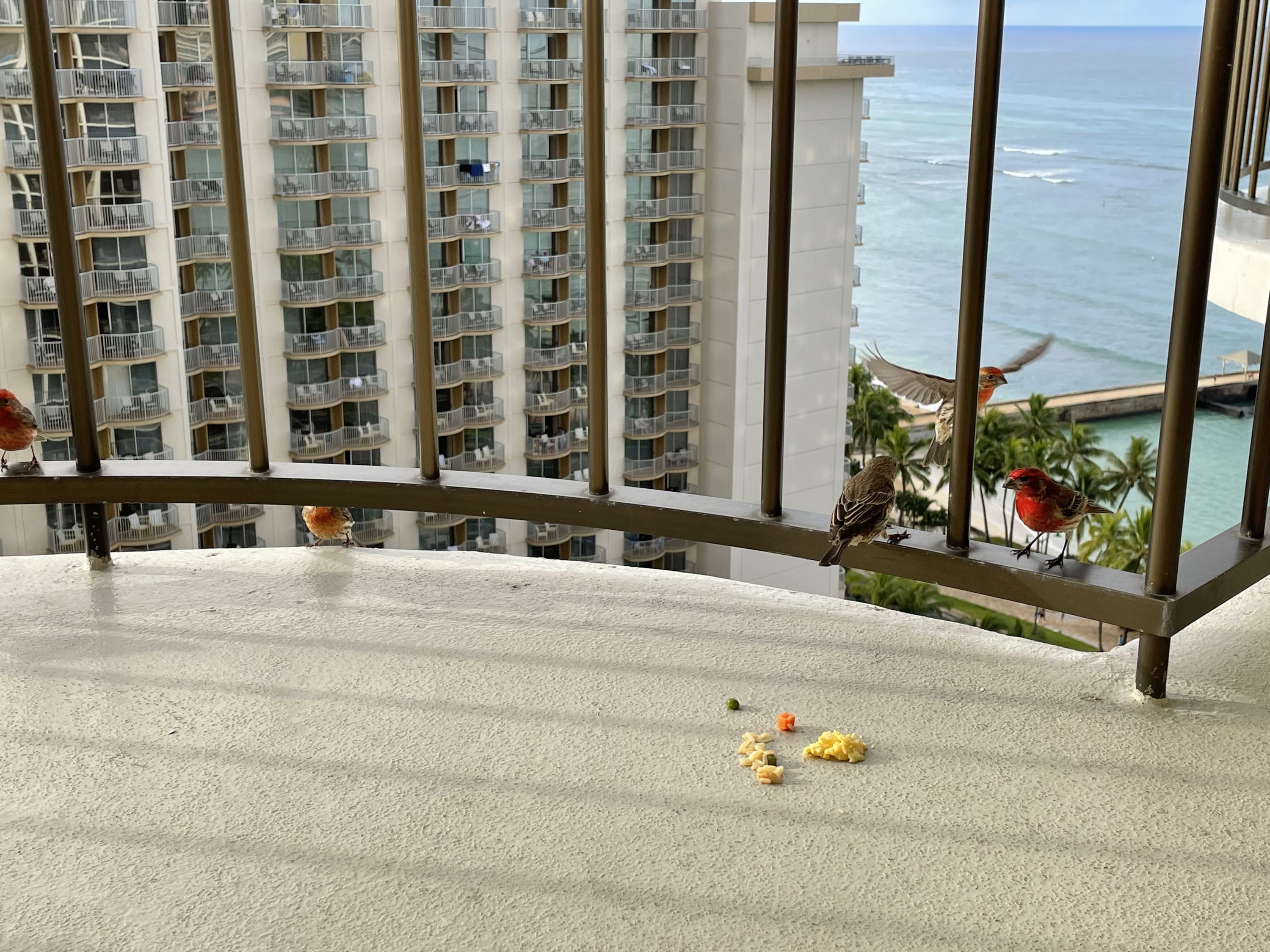 ̴ɽ Waikiki Beach Marriott Resort & Spa