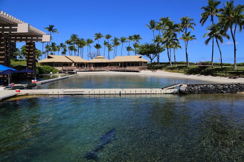 Big Island--Hilton Waikoloa Village Lagoon (31).JPG