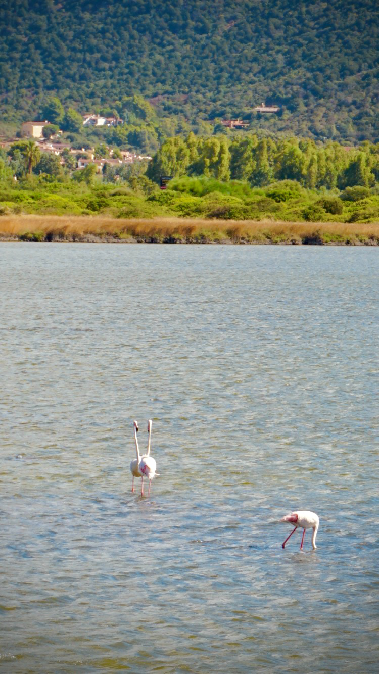 μǡ׷Ե-һҿ¾ƵConrad Chia Laguna Sardinia