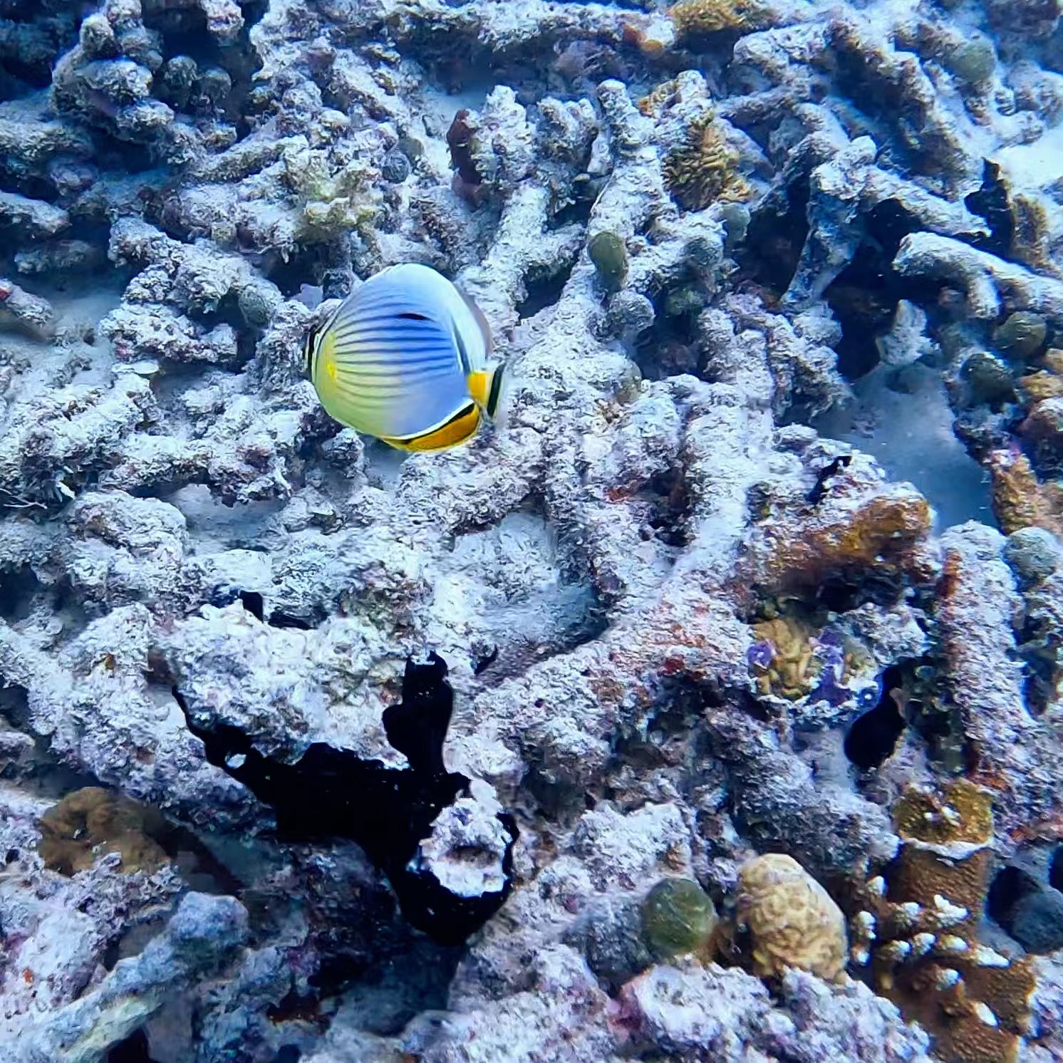 Alila Kothaifaru Maldives 