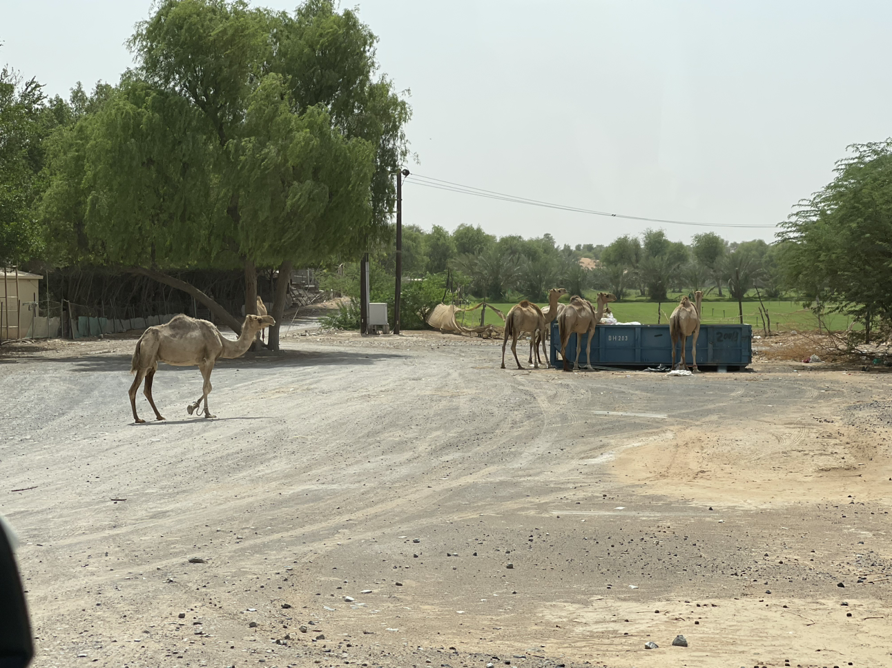 ɳĮеһ- סAl Wadi Ritz Carlton Desert鱨