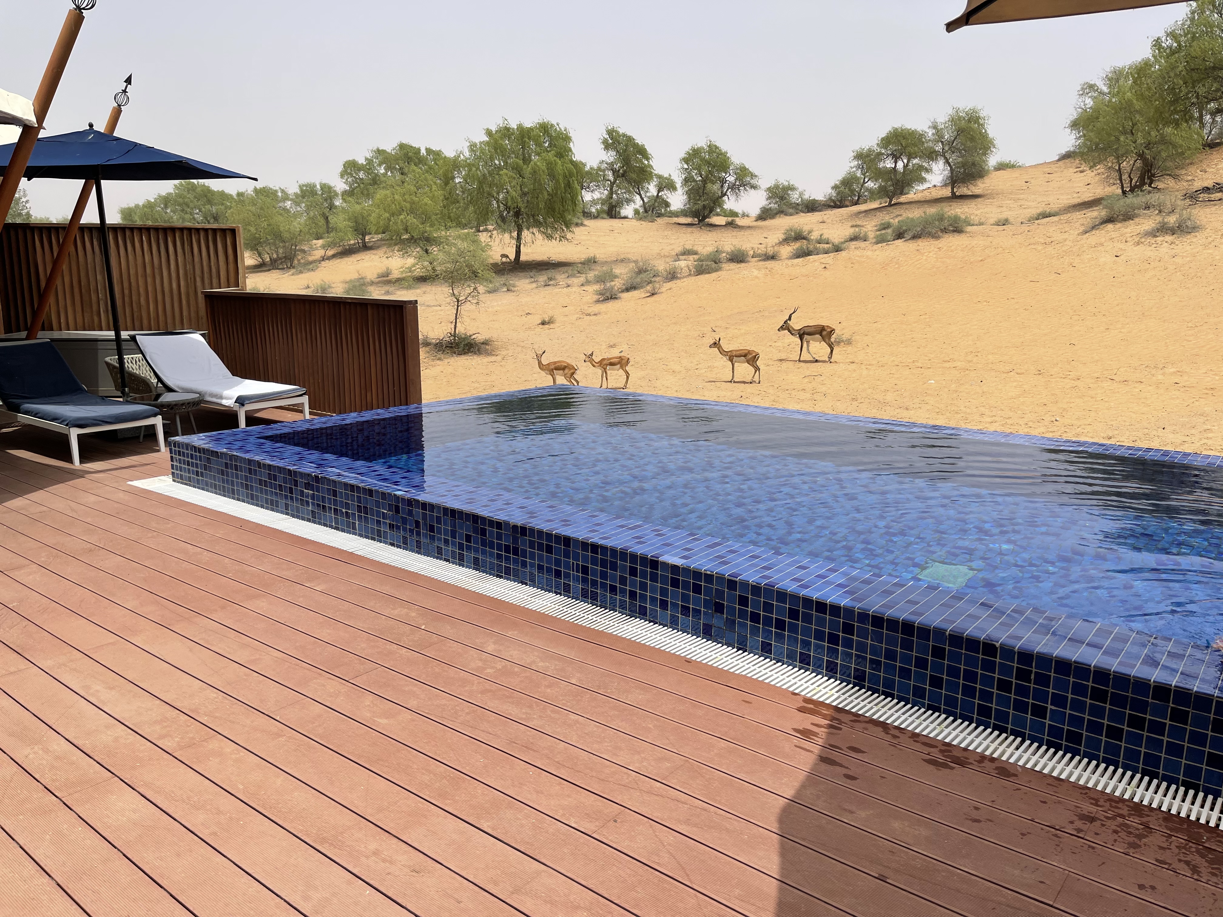 ɳĮеһ- סAl Wadi Ritz Carlton Desert鱨