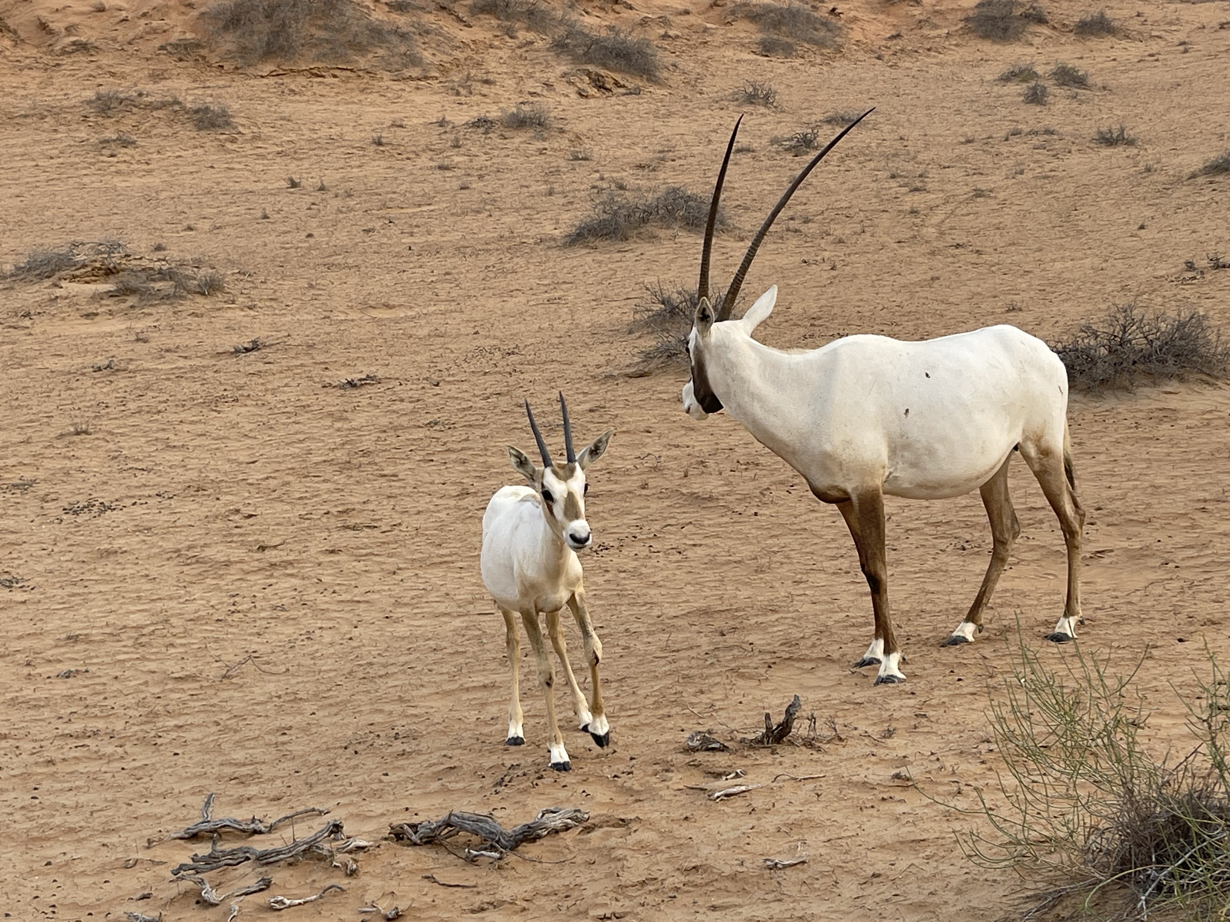 ɳĮеһ- סAl Wadi Ritz Carlton Desert鱨