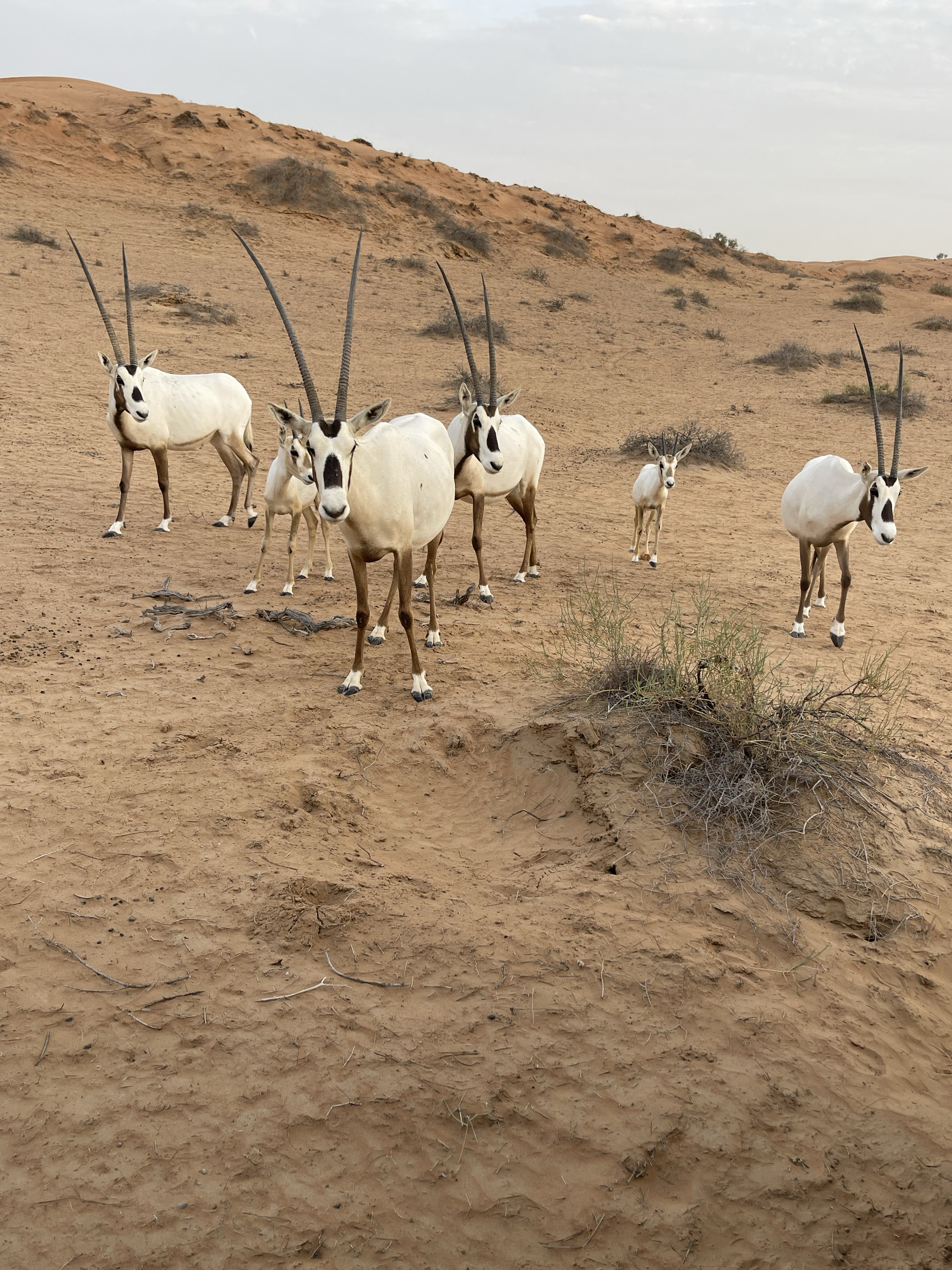 ɳĮеһ- סAl Wadi Ritz Carlton Desert鱨
