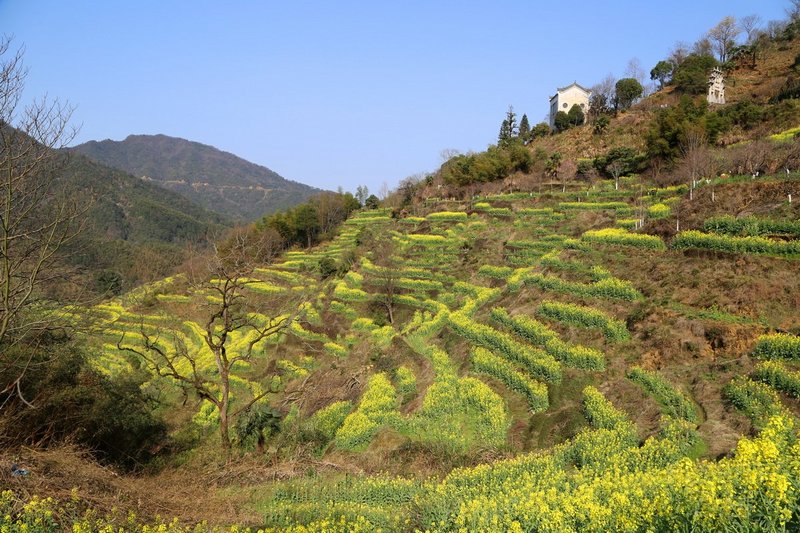 Wuyuan County--Huanglin Village Rape Flowers (21).JPG