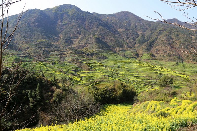 Wuyuan County--Huanglin Village Rape Flowers (22).JPG