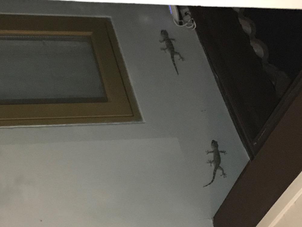 ŵëȻķѶ