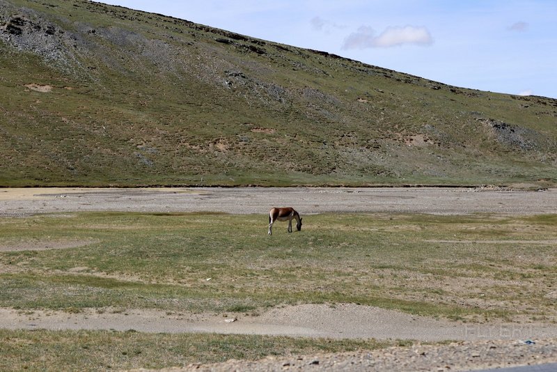 Kunlun Mountain and Kekexili Natural Reserve (29).JPG