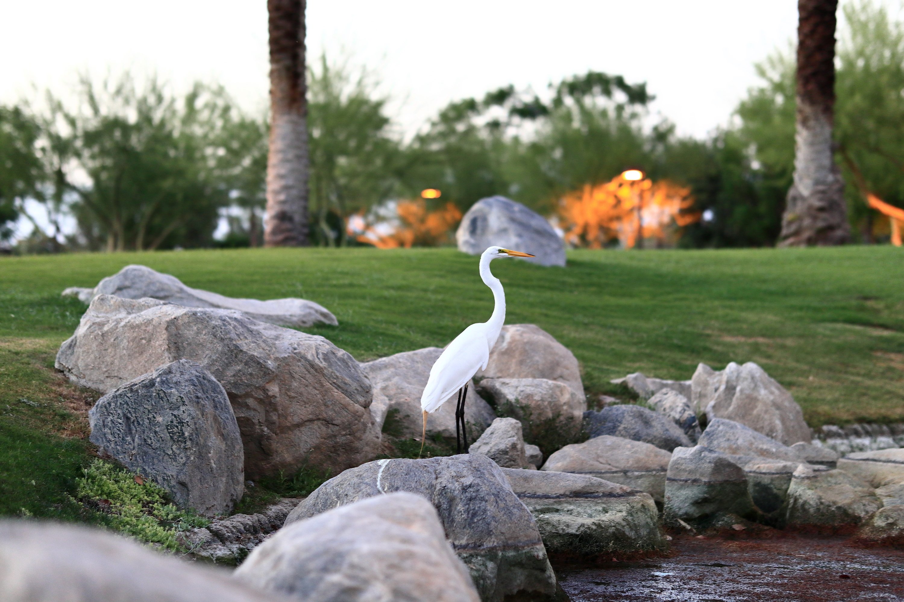 Ȫ JW Marriott Desert Springs Resort & Spa 