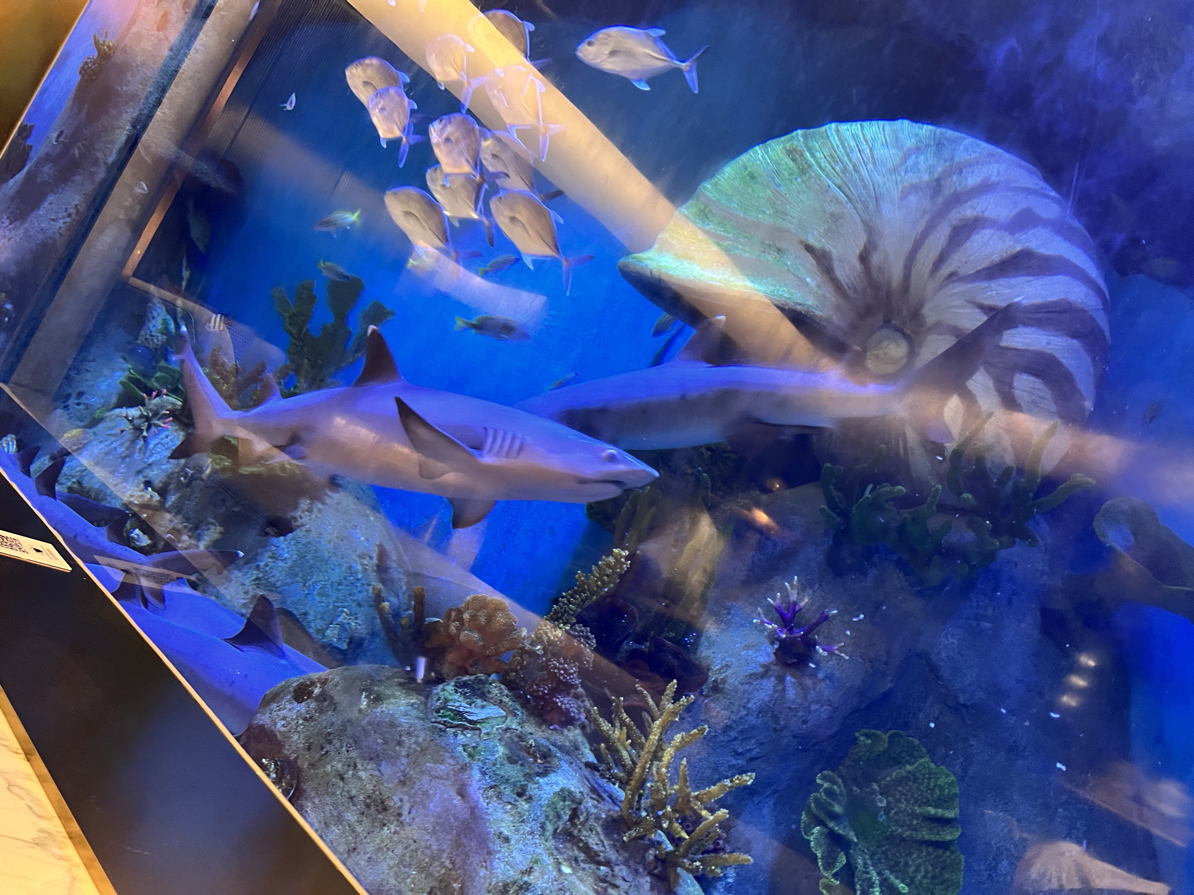 那些与鱼而眠的梦———佘山世茂洲际水下套房