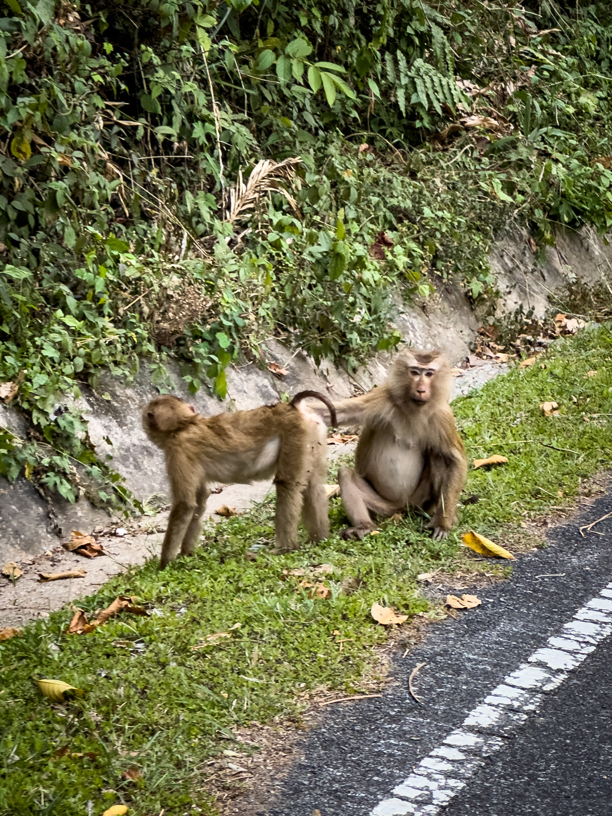 ̩޼ʶȼپƵ InterContinental Khao Yai Resort