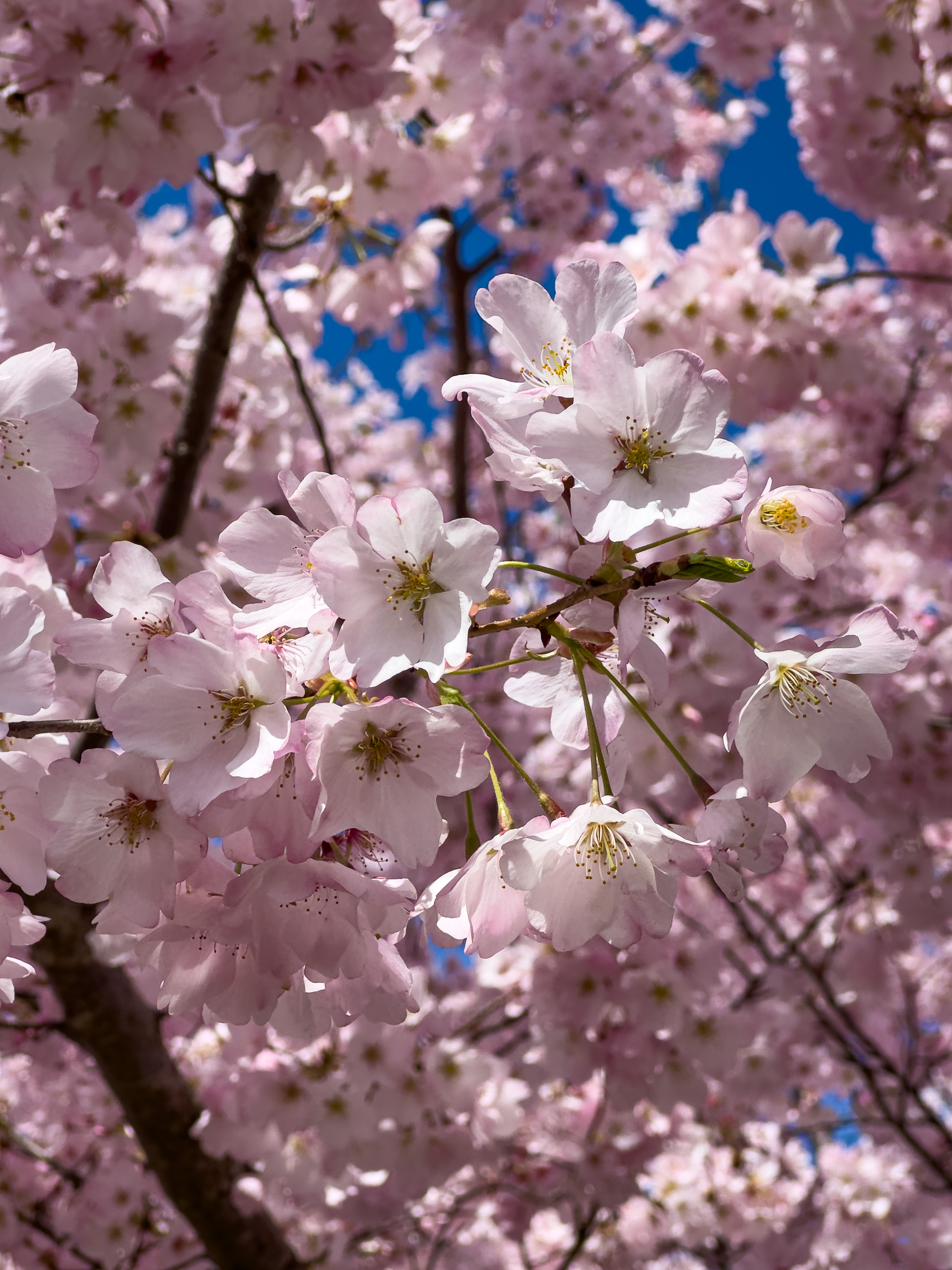 ӣ䡿ʢɽƵ Washington D.C. Marriott Capitol Hill