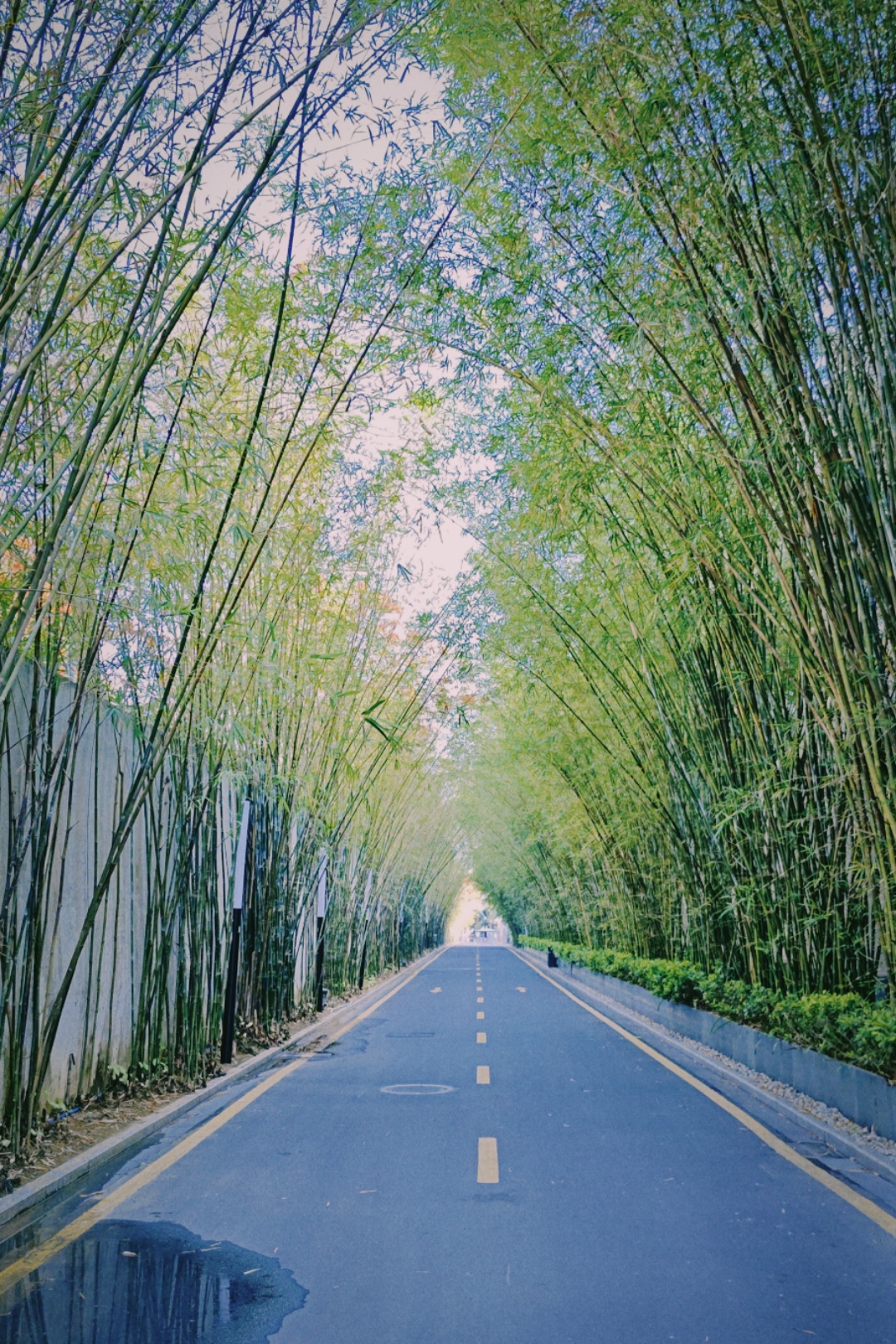 ɽ뵺
