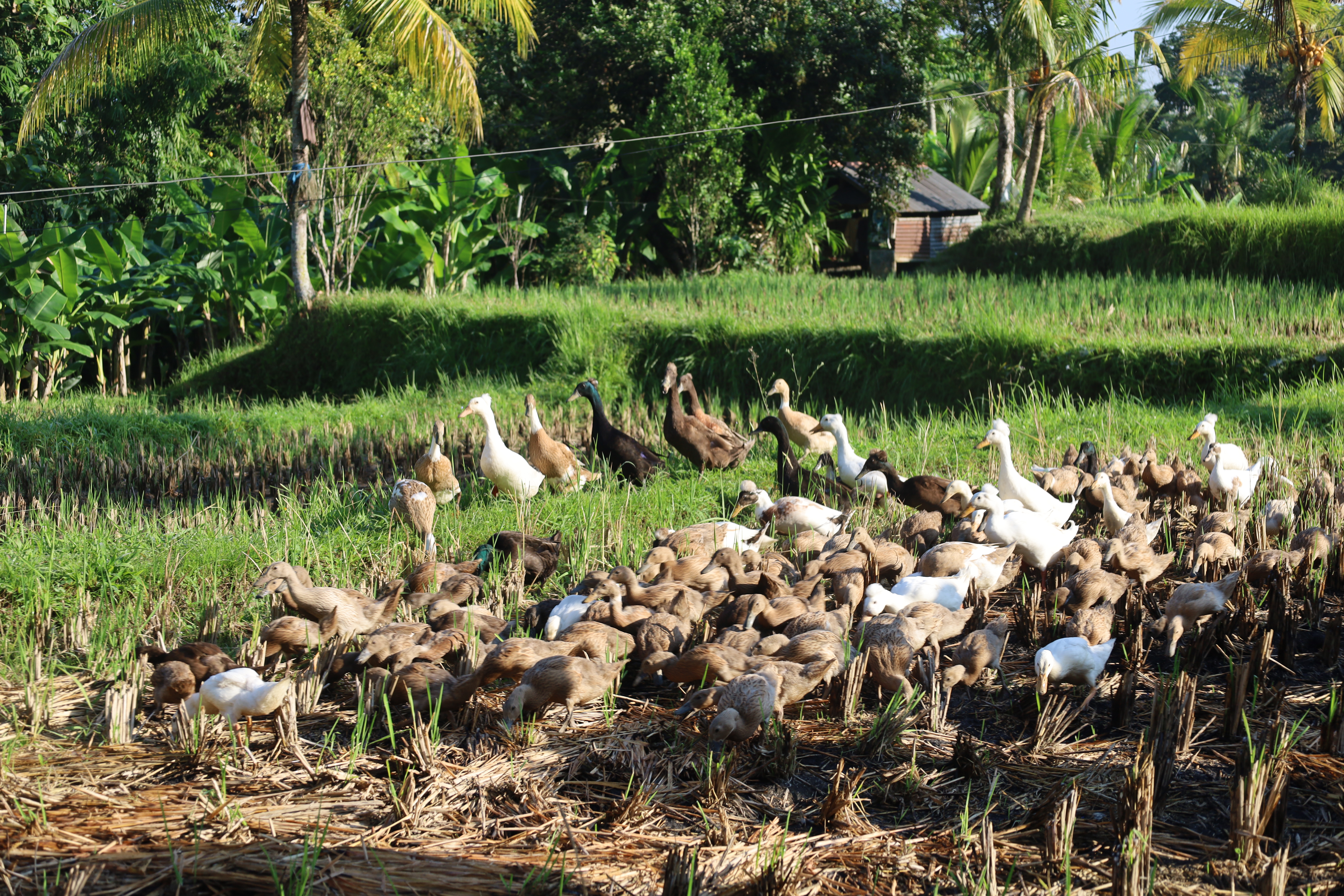    嵺ڲ Ubud Alila ¶̨Ӿر˫