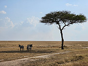 究极旅行体验 肯尼亚马赛马拉JW万豪