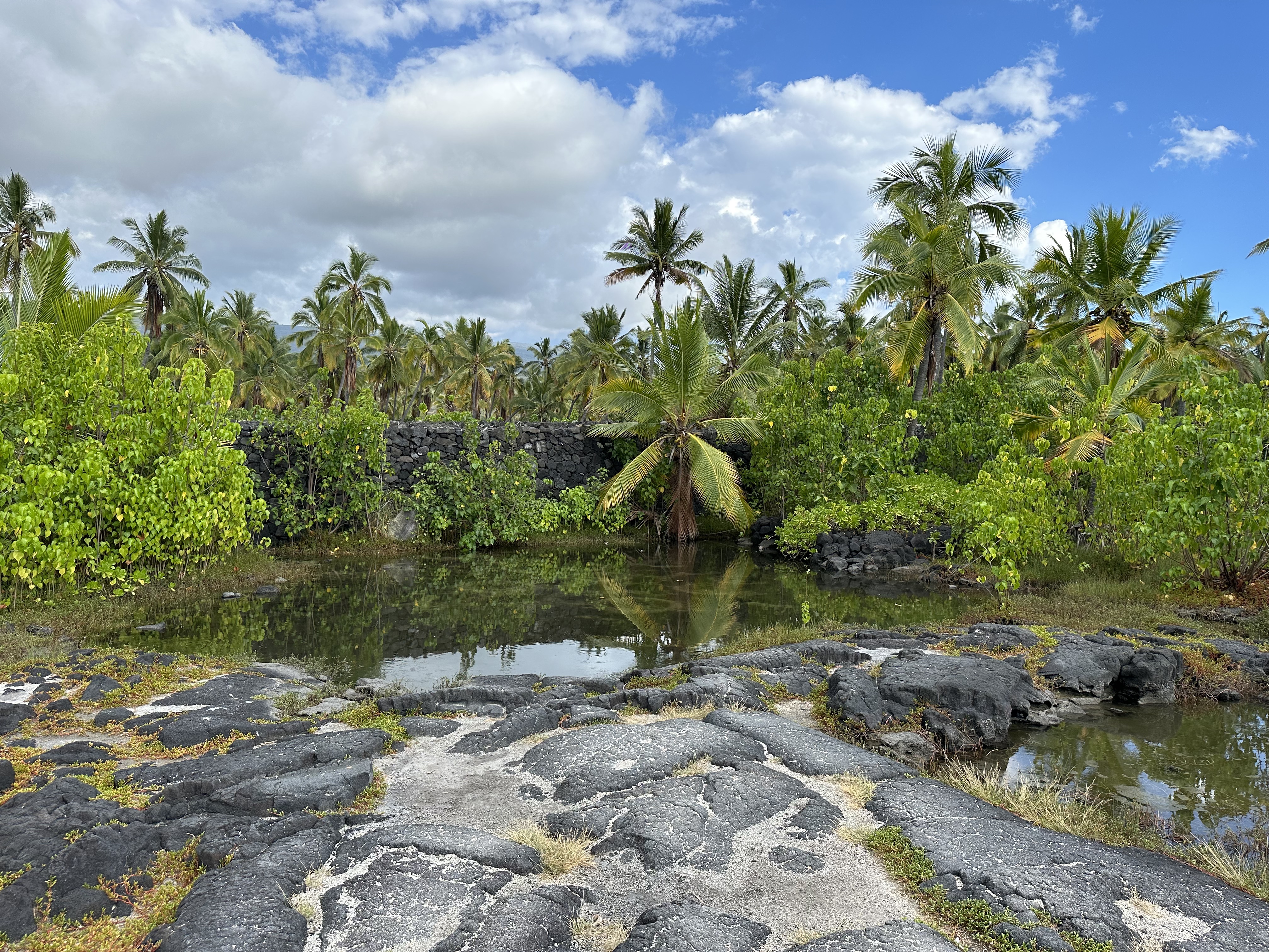 ɺ̲Ƶ- Courtyard Kona Beach Hotel