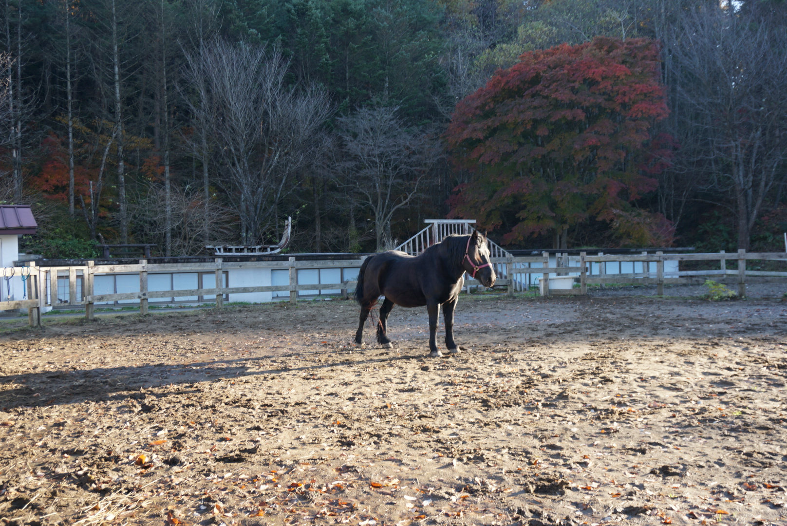 ҰɭݾƵһ A glance at the Aomoriya hotel