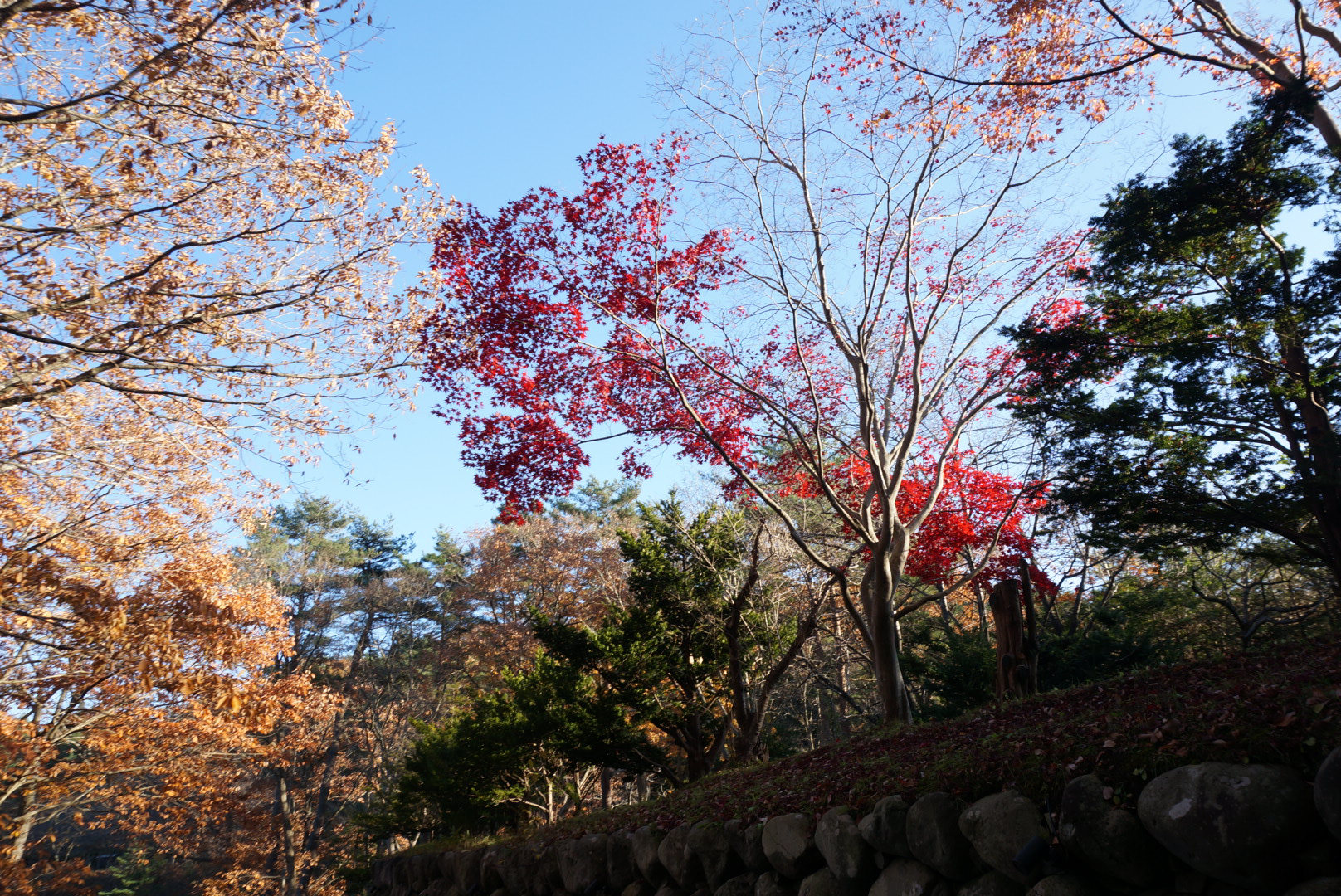 ҰɭݾƵһ A glance at the Aomoriya hotel