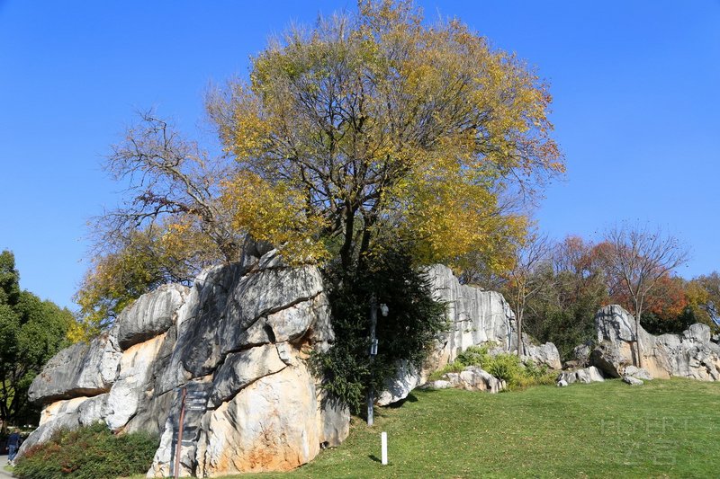 Kunming--Stone Forest (4).JPG