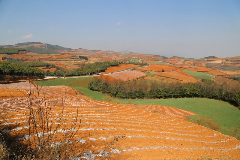 Dongchuan--Red Land (39).JPG